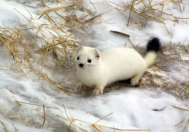 Ermine, in a habitat of dwelling.