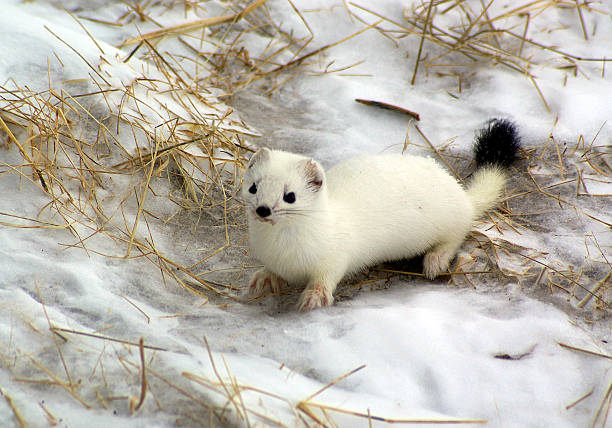 White ermine with black tip on its tail standing in the snow Ermine, in a habitat of dwelling. stoat mustela erminea stock pictures, royalty-free photos & images