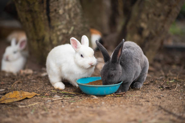 istock close up of rabbit in the cage 954611086