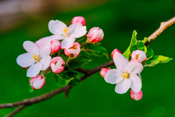 봄에 사과 꽃 - single flower flower spring apple tree 뉴스 사진 이미지