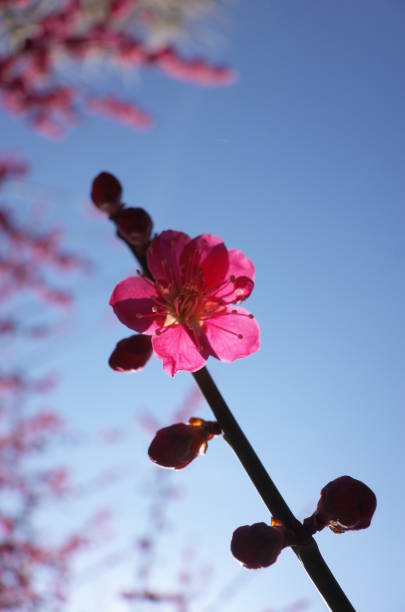 istock Red Flower of Japanese Plum Tree 954615302