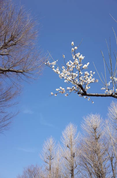 istock White Flower of Japanese Plum Tree 954615784