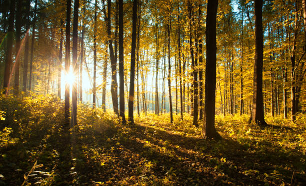 istock leaves in autumn forest 954620758