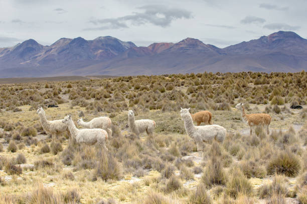 istock lamas in Andes,Mountains, Peru 954620872