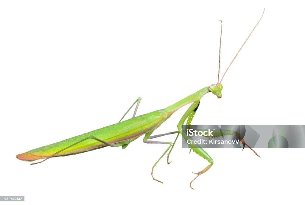 Mantis Reference Photo Mantis 2 Stock Photo - Download Image Now - Animal, Animal Antenna ...