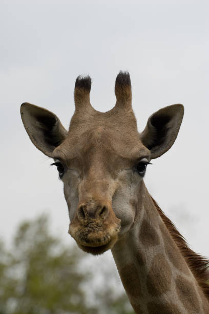 istock Giraffe camelopardalis tippelskirchi - Masai Giraffe 954624904