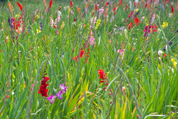 istock Flowering gladioluses in a plantation 954626104