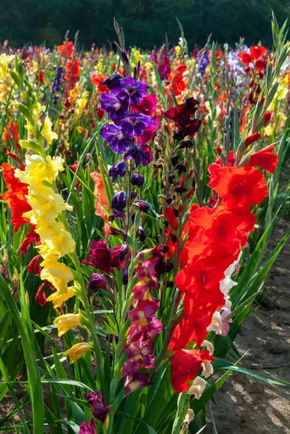 Flowering gladioluses in a plantation in late summer, Gladiolus
