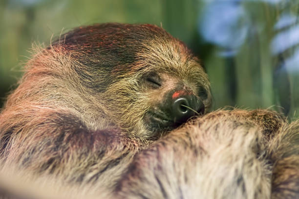 istock Happy dream. Soft dreamy image of cute sloth animal sleeping 954626354