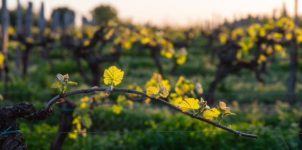 istock New bug and leaves sprouting at the beginning of spring on a trellised vine growing in bordeaux vineyard 954626360
