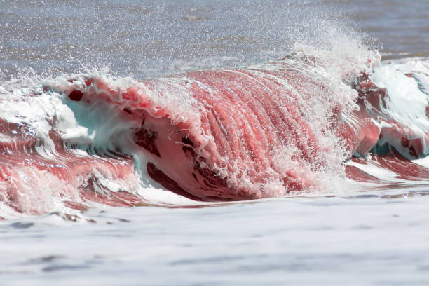 Blood red sea wave Blood red sea wave. Cause unknown. Shore had an older seal carcass from propeller strike (large seal colony on the coast) or possibly shark attack in the water. fish blood stock pictures, royalty-free photos & images