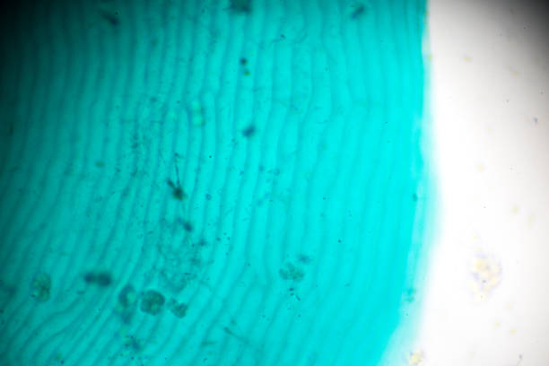 Fish Scale Microscopic Microscope Scale Stock Photos, Pictures & Royalty-Free Images - iStock