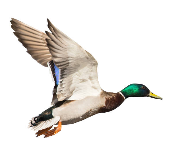 istock mallard duck drake isolated on white in flight 954634578
