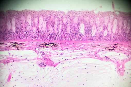 fish skin cross section in microscopy