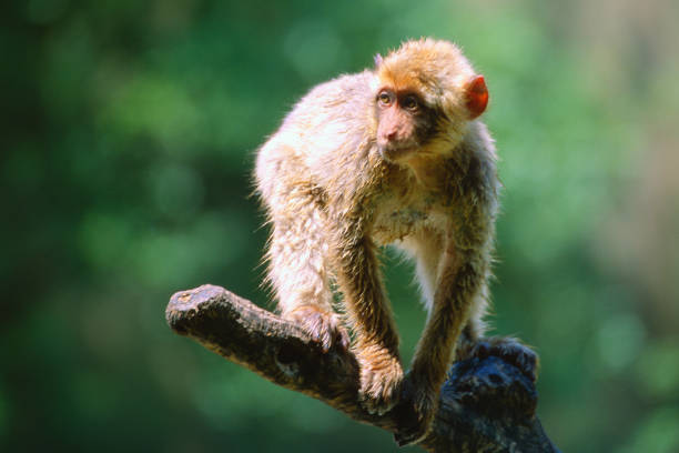 Macaca sylvana - Bertuccia The beauty of the animal kingdom represented by this beautiful mammal barbary macaque stock pictures, royalty-free photos & images