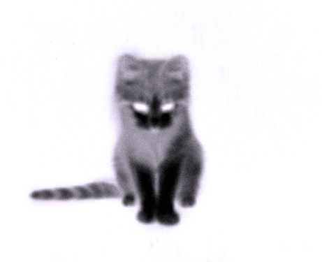 Abstract cat silhouette is made of ordinary cat's photo. In the result we have spooky grayish cat which looks evil and demonic. She is sitting and looking askance to the camera with her fiery eyes. The image is blurred.
