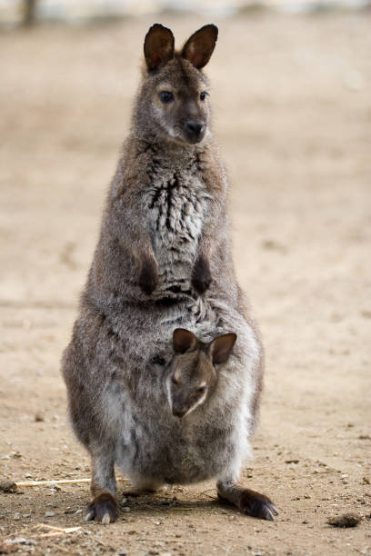 istock Red-necked Wallaby - Macropus rufogriseus 954641506