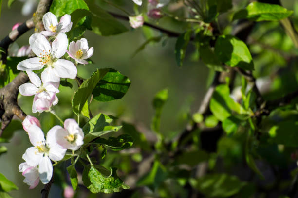 istock Apple blossom. Background with a branch of a blossoming apple tree 954645536
