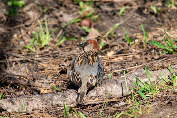 istock Male sparrow looked around with an indignant air (Passer domesticus) 954646178