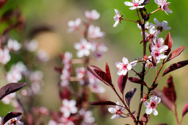 plum blossom. background with a branch of a flowering decorative plum - rosids imagens e fotografias de stock