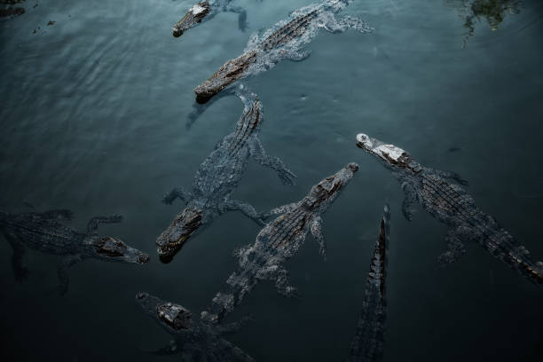 Many wild crocodiles swimming in dark teal water