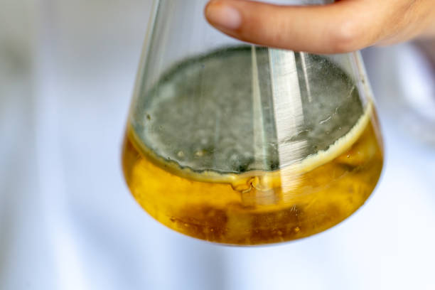 istock Study of fungus in flask in laboratory. 954649960
