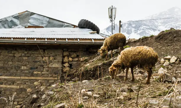 Two sheep in the mountain settlement Khinalig, Azerbaijan, Quba region