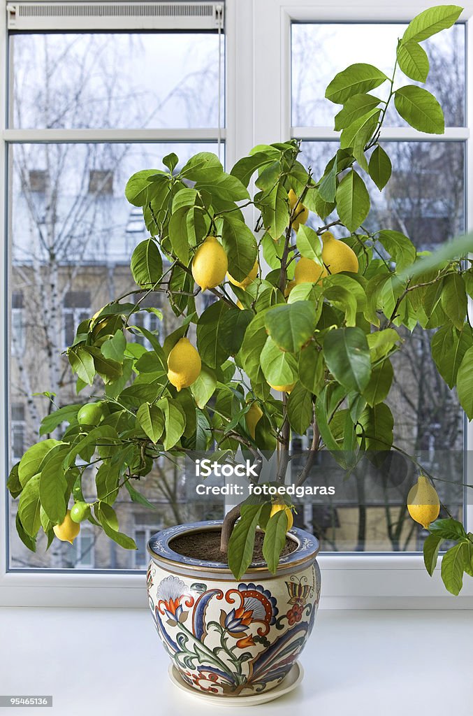 Lemon tree  Citrus Fruit Stock Photo