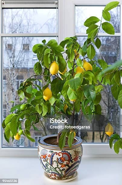 Lemon Tree Stock Photo - Download Image Now - Citrus Fruit, Color Image, Day