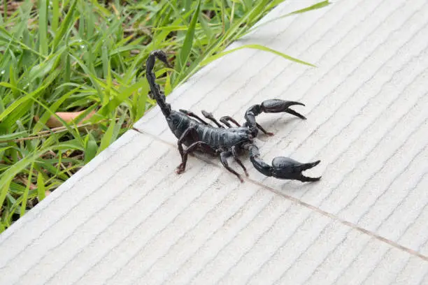 Scorpion on nature background in courtyard.