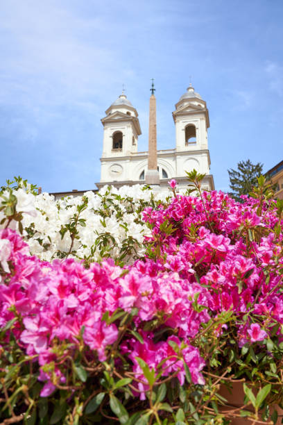 istock Azaleas at the Spanish Steps, Rome Italy 954652670