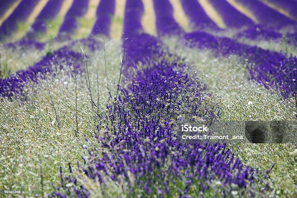 Provence field  Agricultural Field Stock Photo