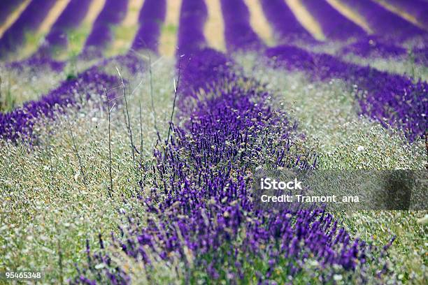 Provence Field Stock Photo - Download Image Now - Agricultural Field, Blue, Color Image