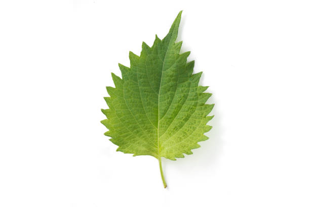istock Fresh nettle leaves and on white background 954654802
