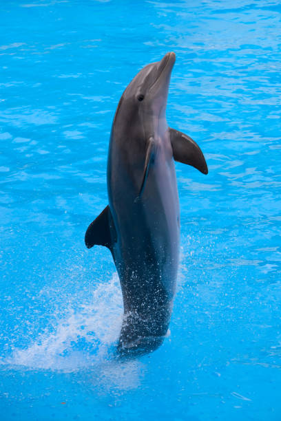 istock Truncatus Tursiops - Truncated Tursiope 954655178