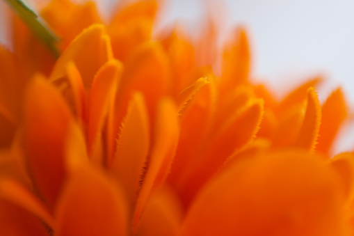 Macro close-up of a bright orange daisy in nature. Shallow focus.\nLocation: Varna, Bulgaria, Europe
