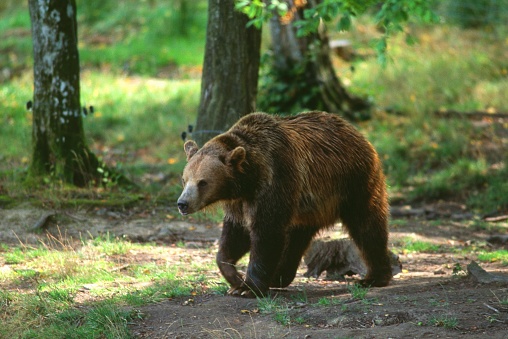 Ursus arctos - Orso bruno photo