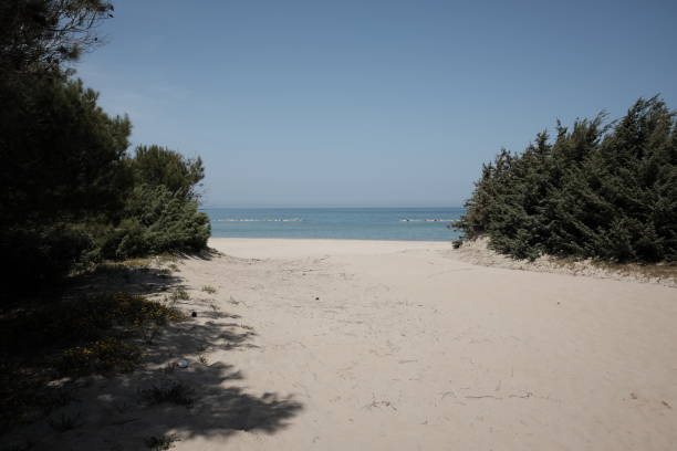 istock beach with pinewood and dunes in molise 954656720