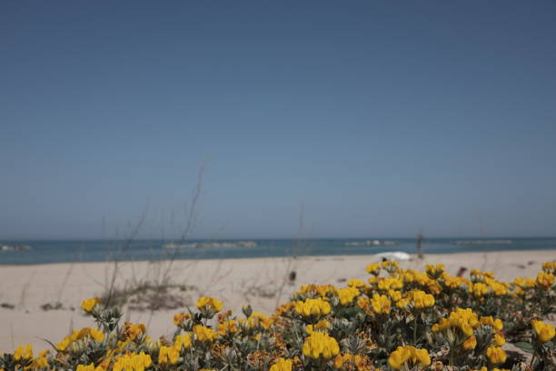 istock beach with pinewood and dunes in molise 954656728