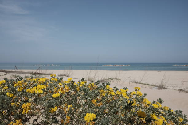 istock beach with pinewood and dunes in molise 954656730
