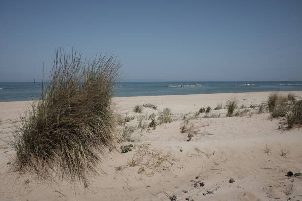 istock beach with pinewood and dunes in molise 954656732