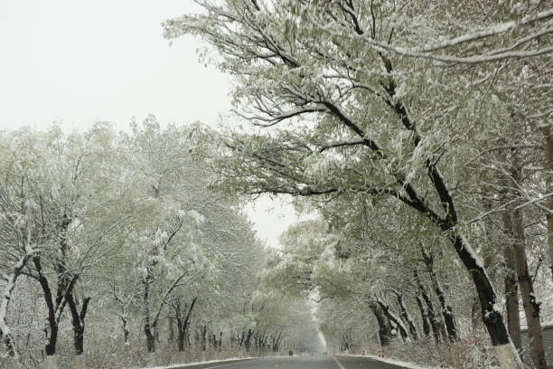 Trees on both sides of the asphalt road after spring snow.