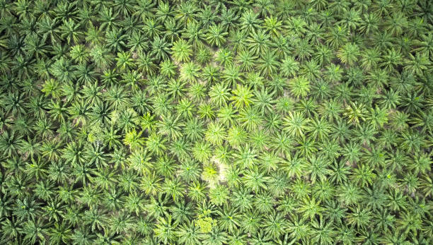 istock AERIAL TOP DOWN: Beautiful large palm tree plantation growing vast in Thailand. 954657386