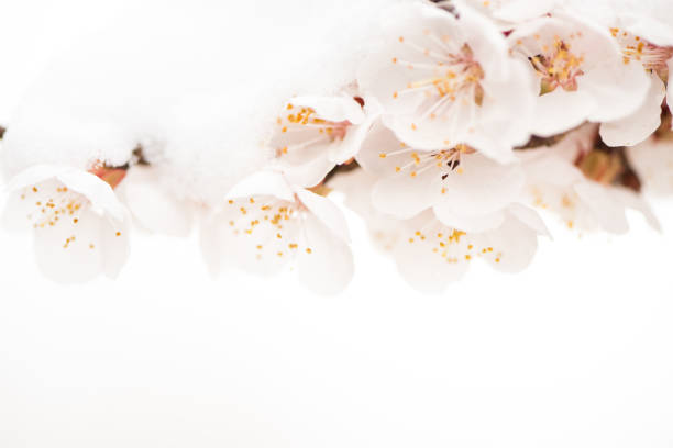 istock White flowers, almond flowers in white background. 954657434