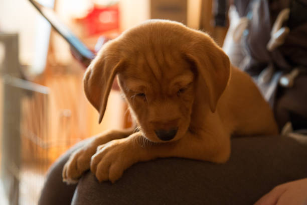 A young chocolate lab sits looking at the camera against a colorful background.
