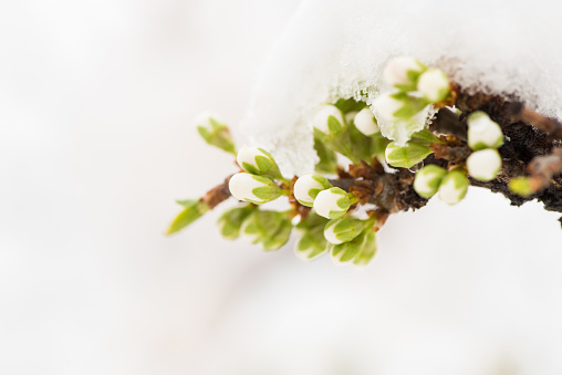 Plum buds in the snow.