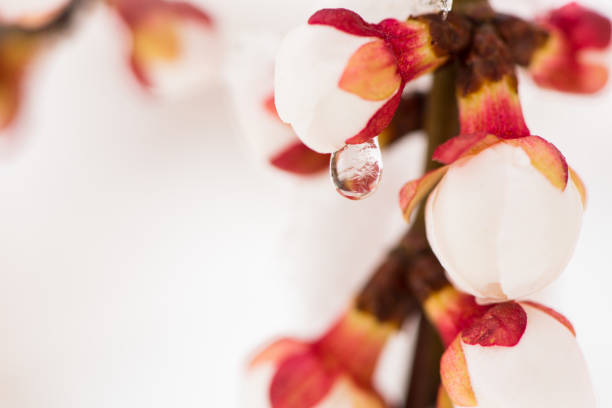 Flower buds and water drops.