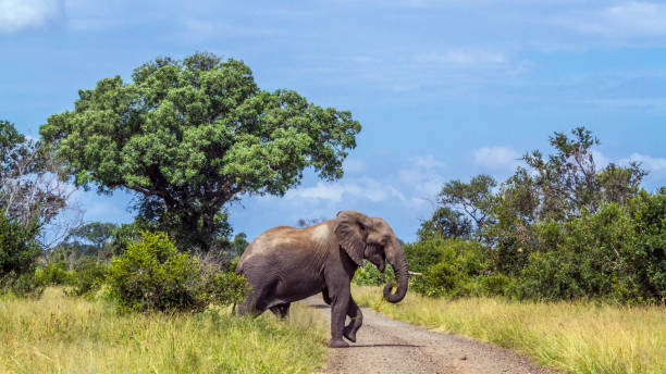 африканский куст слона в национальном парке крюгера, - kruger national park стоковые фото и изображения