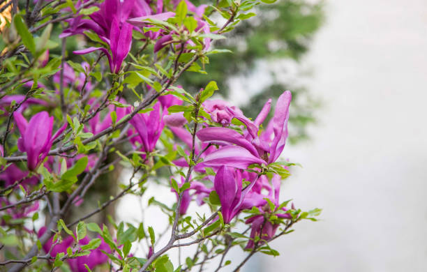 マグノリアの花、ピンクの春の花の屋外 - magnolia pink flower isolated ストックフォトと画像
