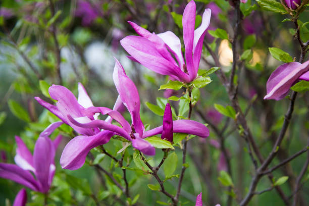 マグノリアの花、ピンクの春の花の屋外 - magnolia pink flower isolated ストックフォトと画像